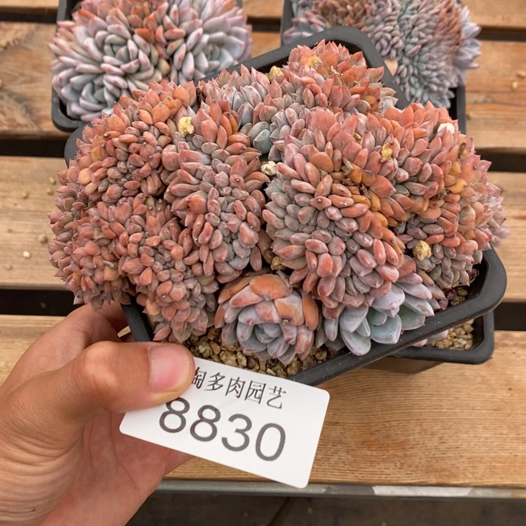 星影多肉植物8830