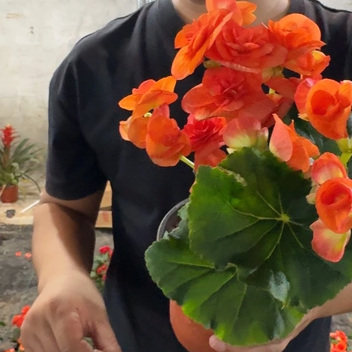 全部花苞丽格海棠果汁橘