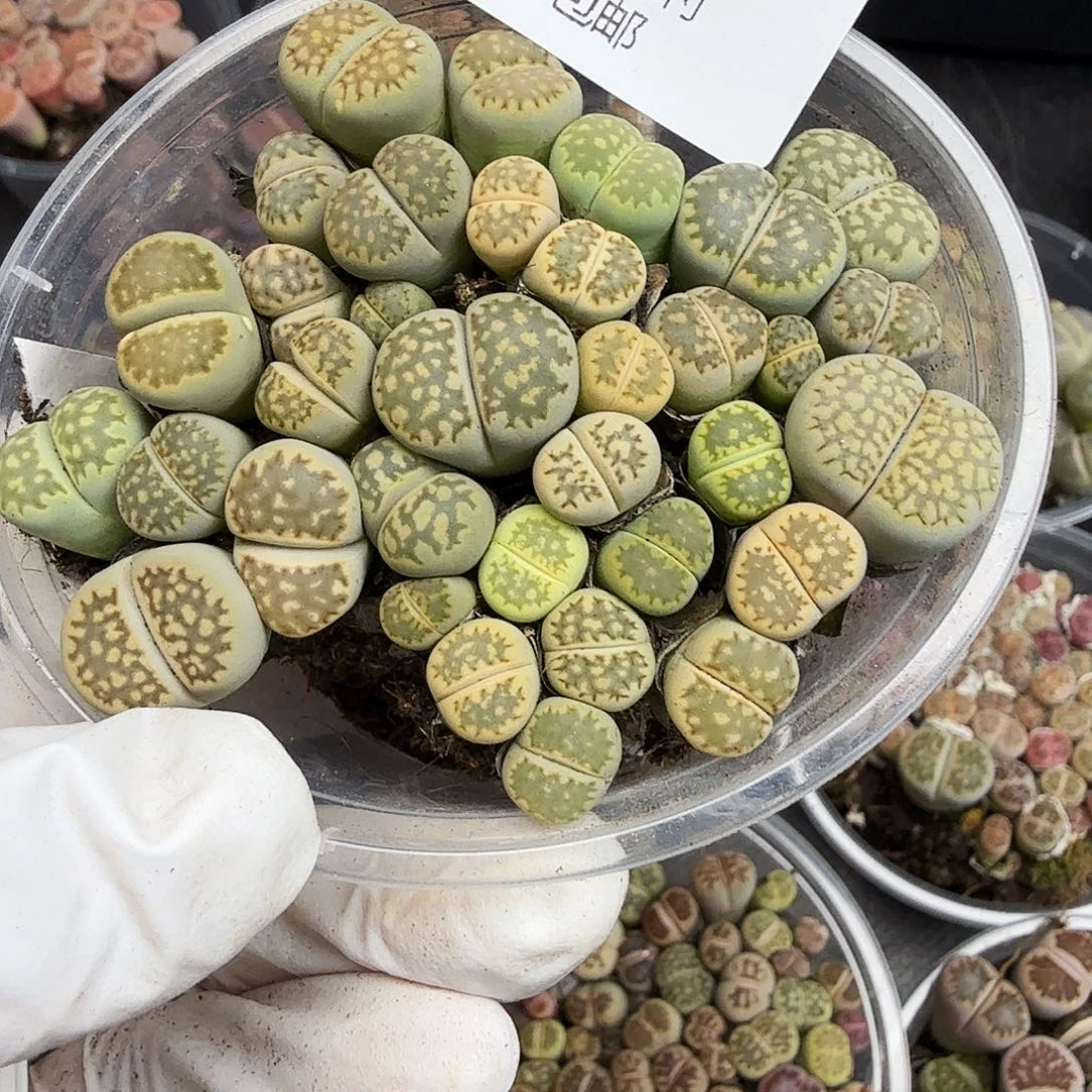 你说是谁在的呀怎么就576不