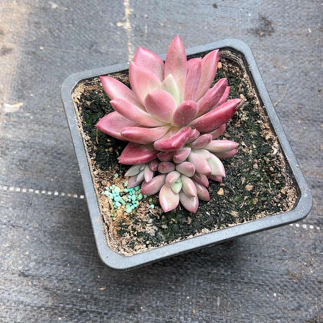 【闪购商品】远***念赫飞福利