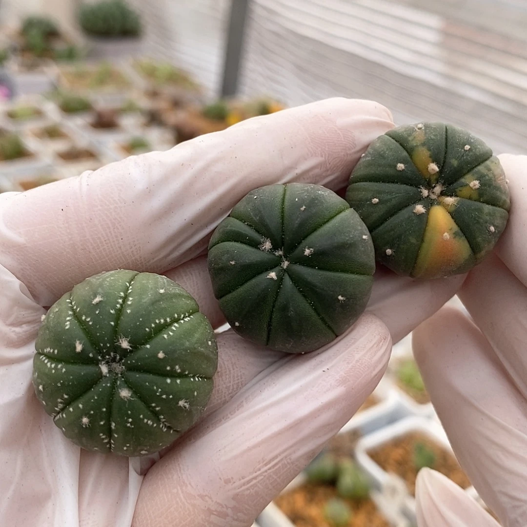 一物一拍三颗实生仙人球