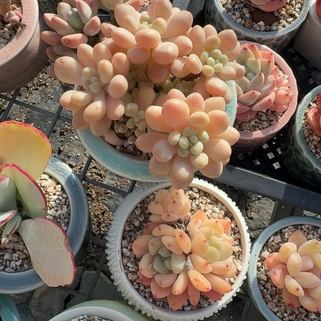 洛可可带盆多肉植物