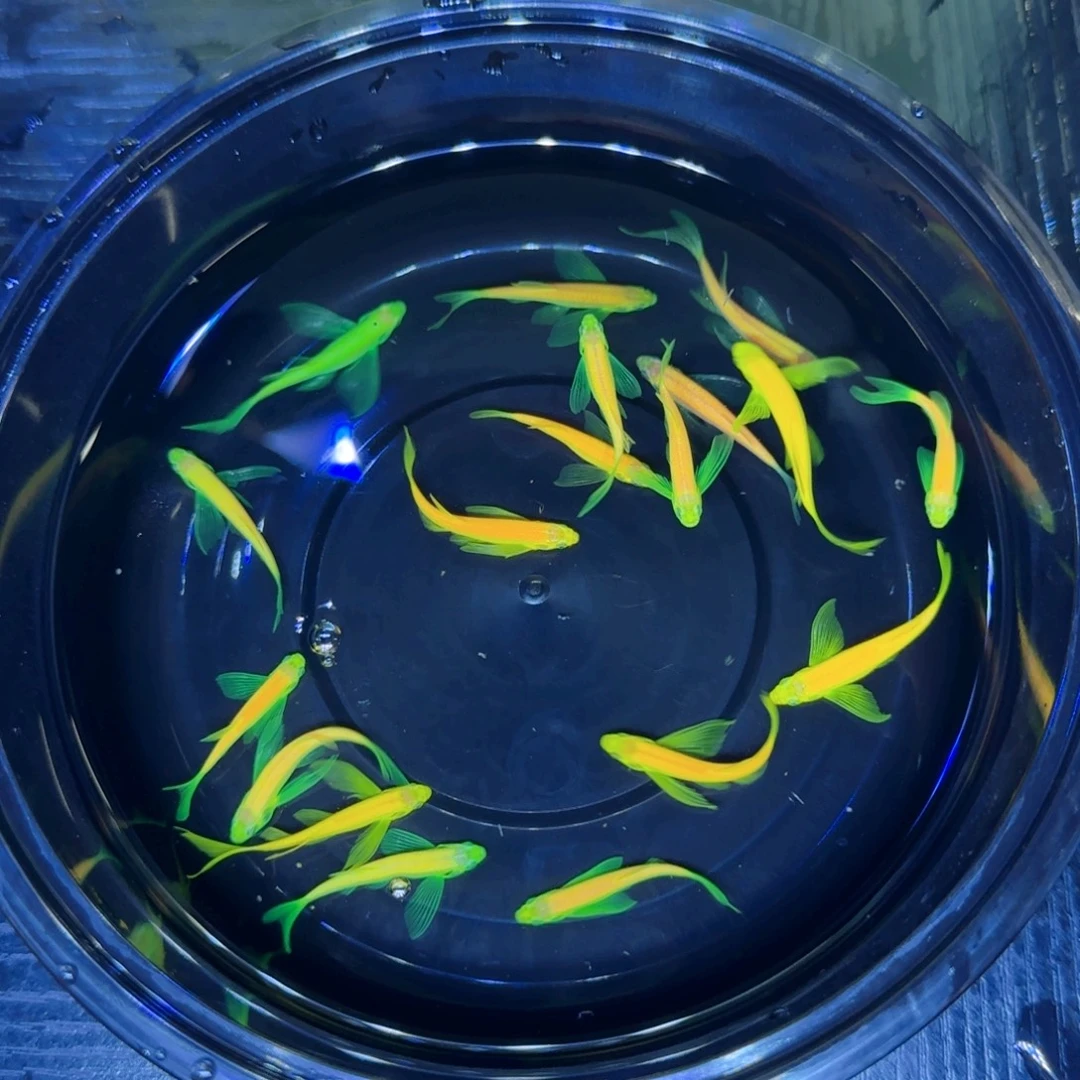 斑马鱼龙凤爆炸橙竞拍套餐