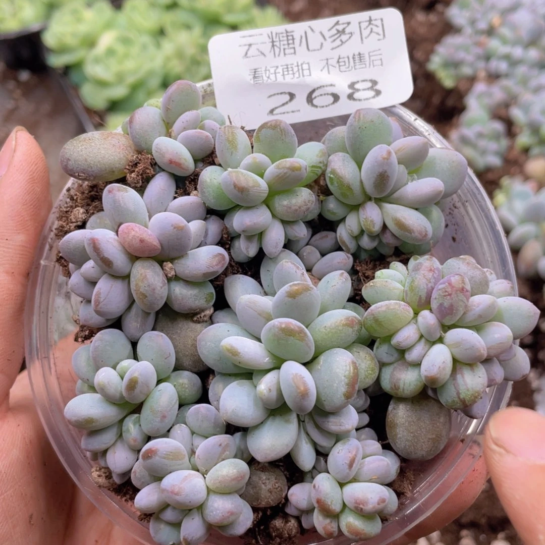 云糖心多肉植物268