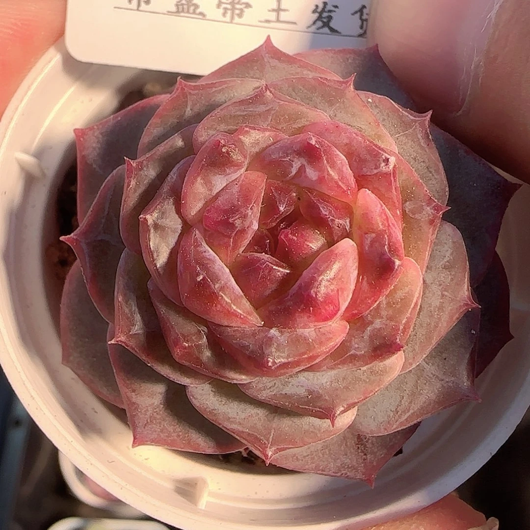 多肉1130-260冰魄