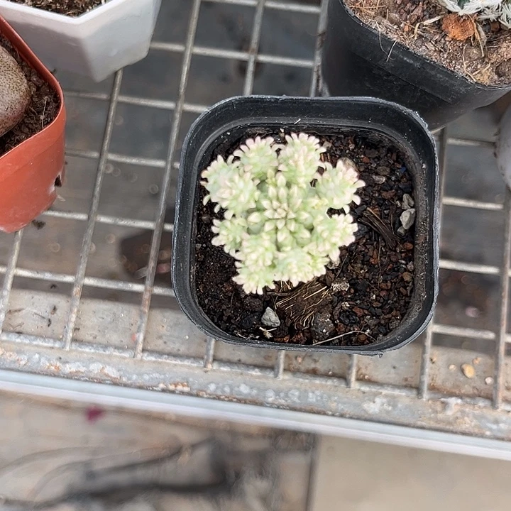 草****我也不知道我为什么要这样