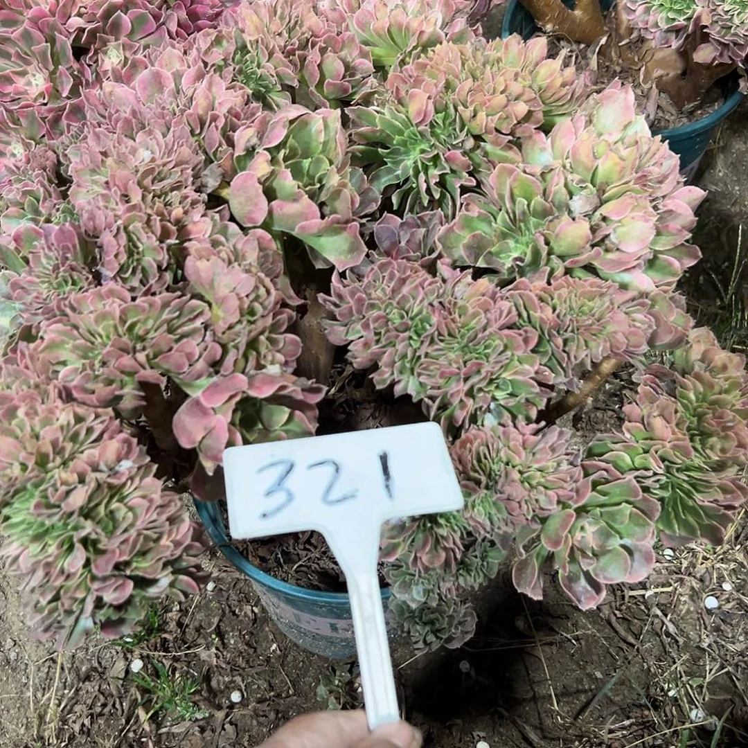 多肉植物香菲缀花321