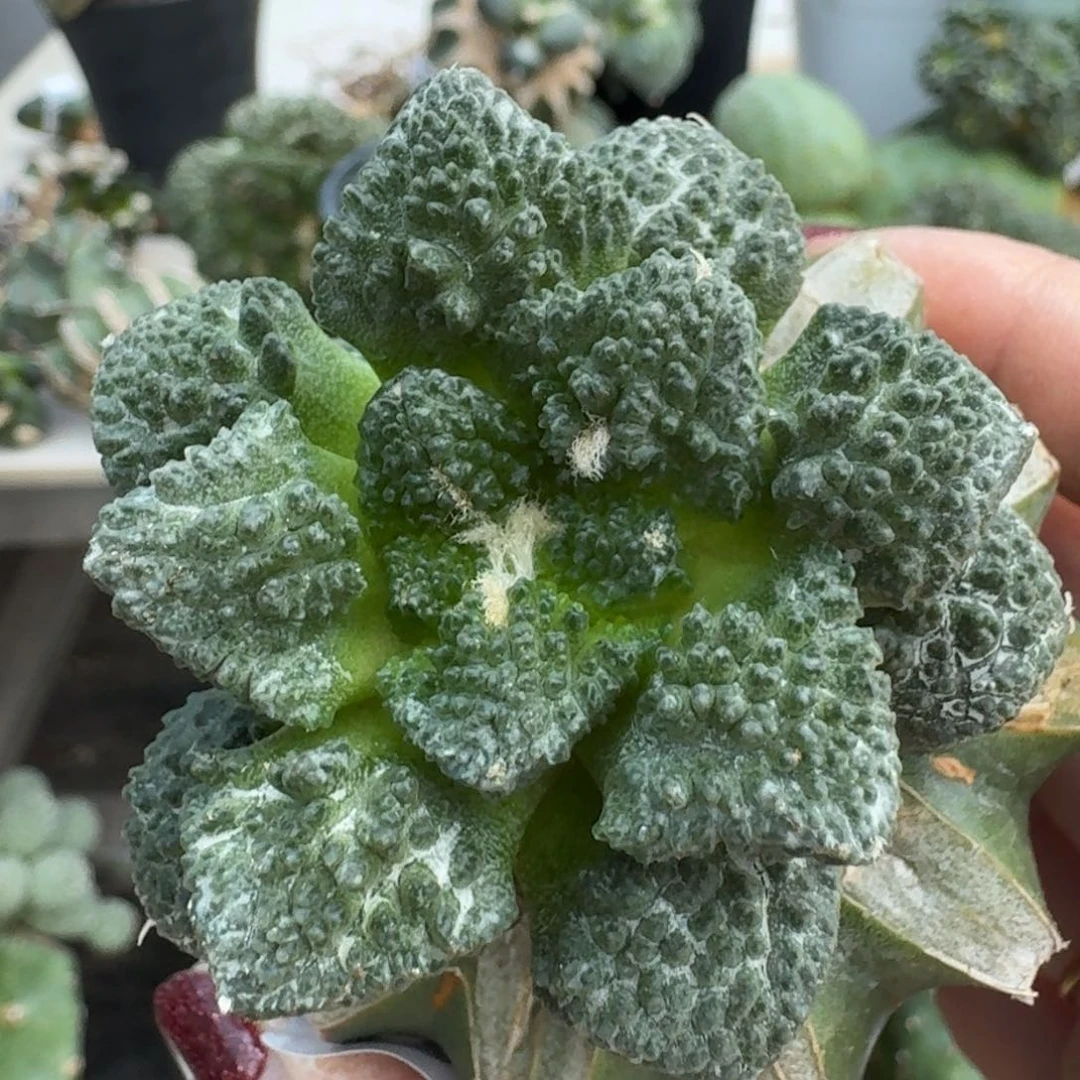 【闪购商品】无花朵双*鱼哥斯拉288