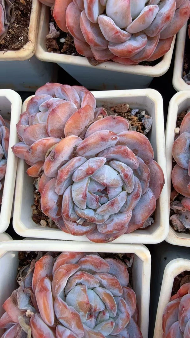 90#C款双头温斯莱特（6-8cm）脱土