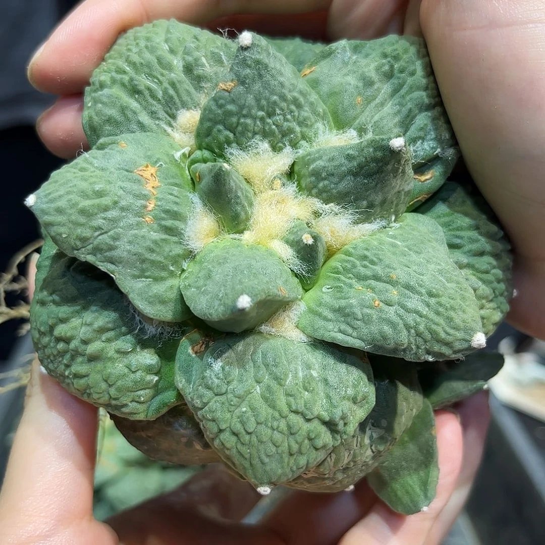 10cm自根大怒涛战损必拍款