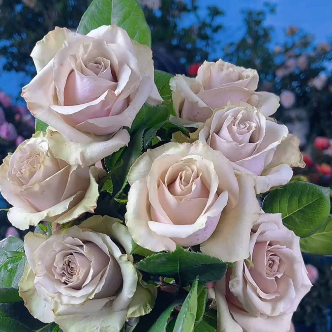 花知述园艺野生苔藓月季盆栽四季开花卉玫瑰花带花苞阳台庭院植物