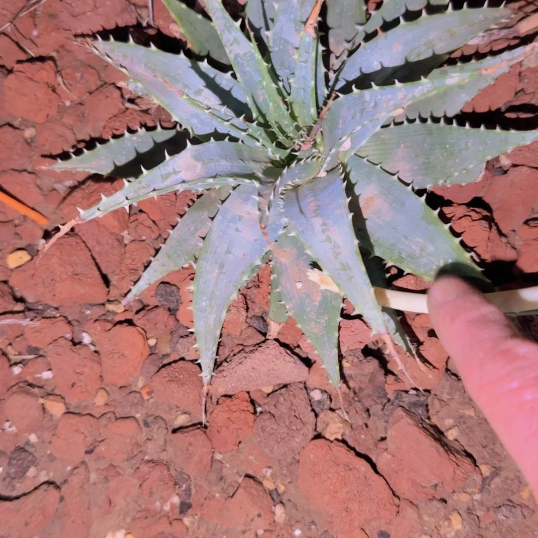 块根植物块根植物