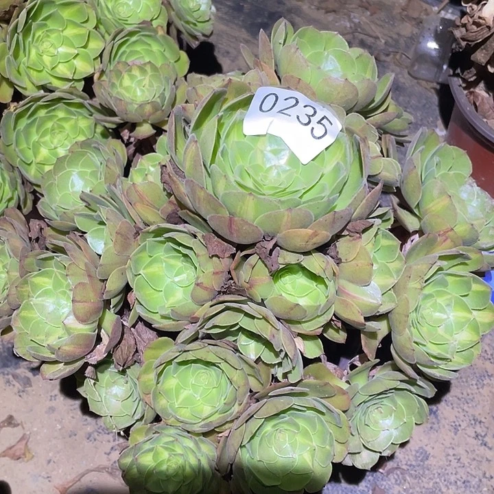 多肉植物法师235抹茶