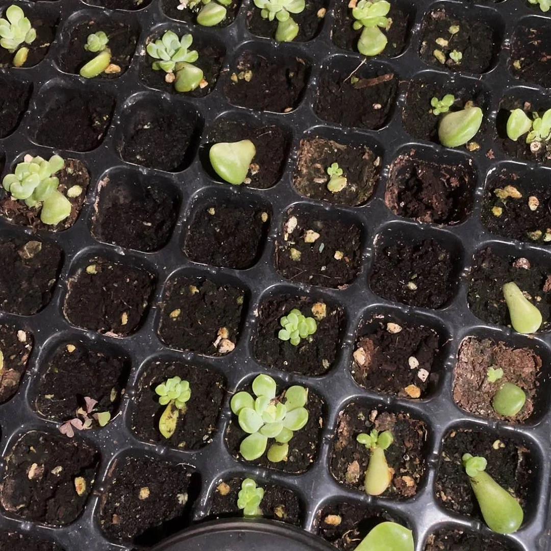 灯泡甜心中苗穴一个满25包邮