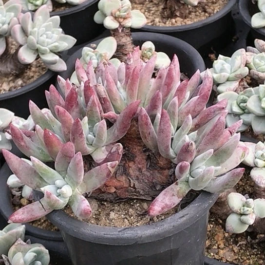 韩货海瑟仙女棒杯