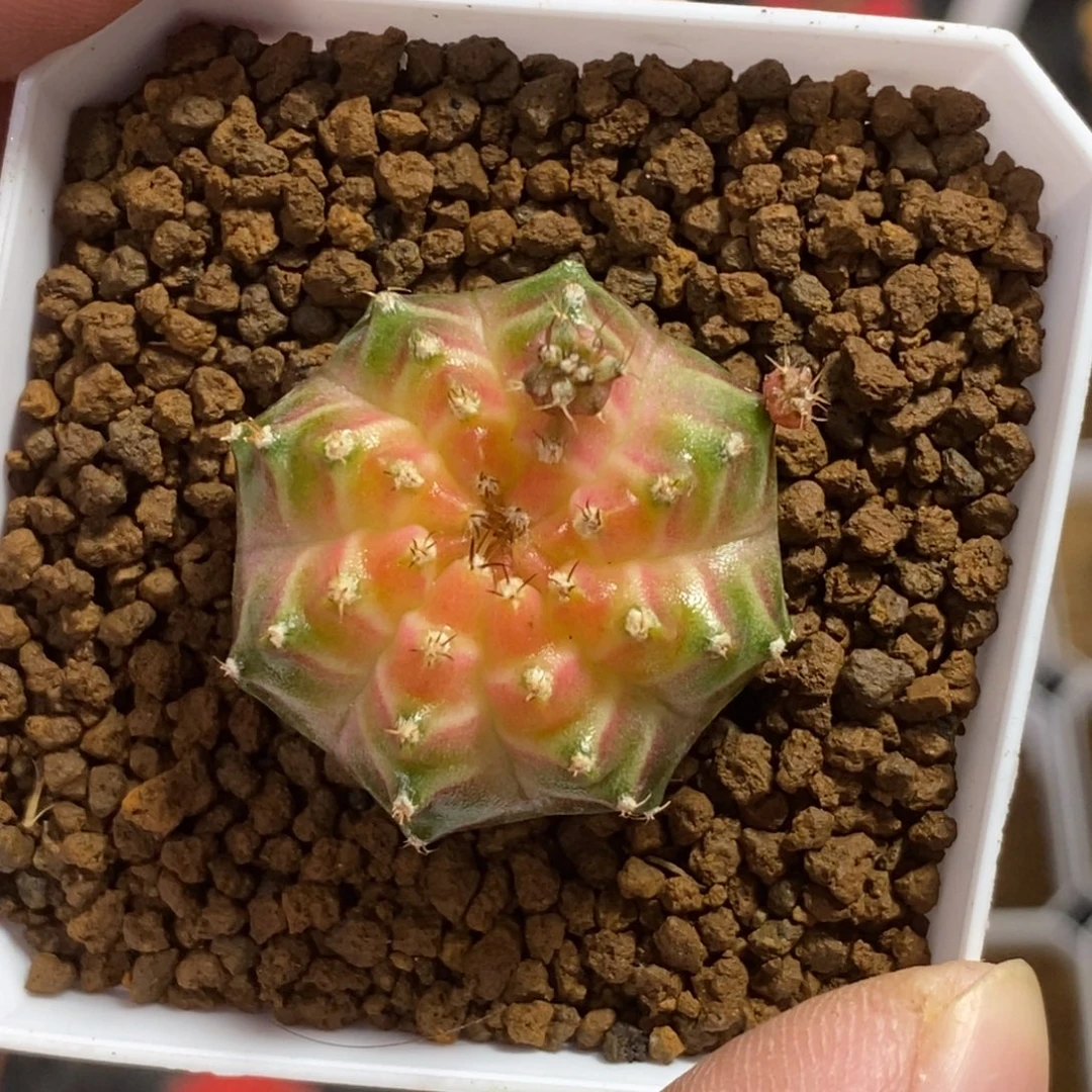 轮回—带盆土发货45