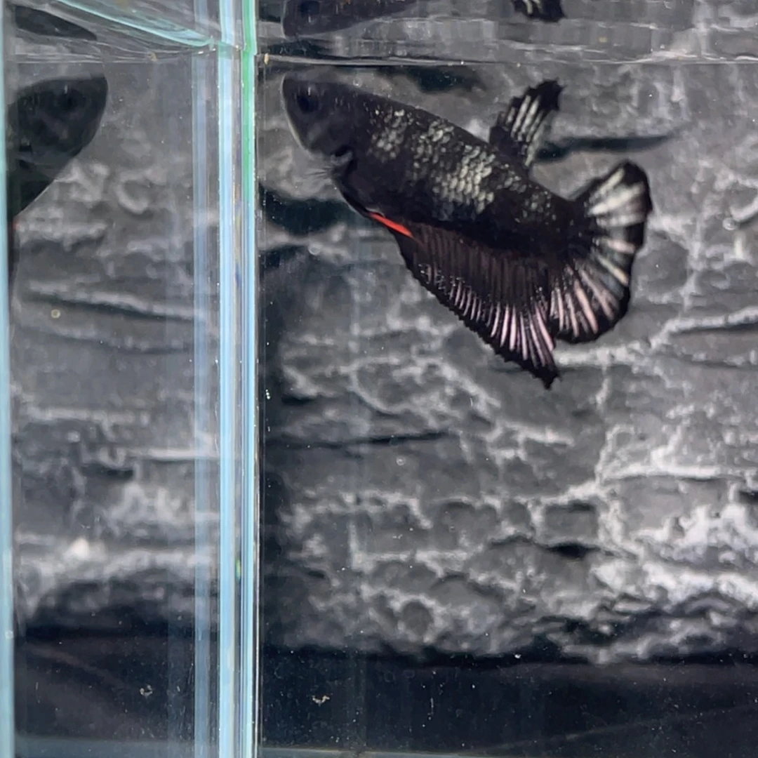 斗鱼黑金将军公鱼