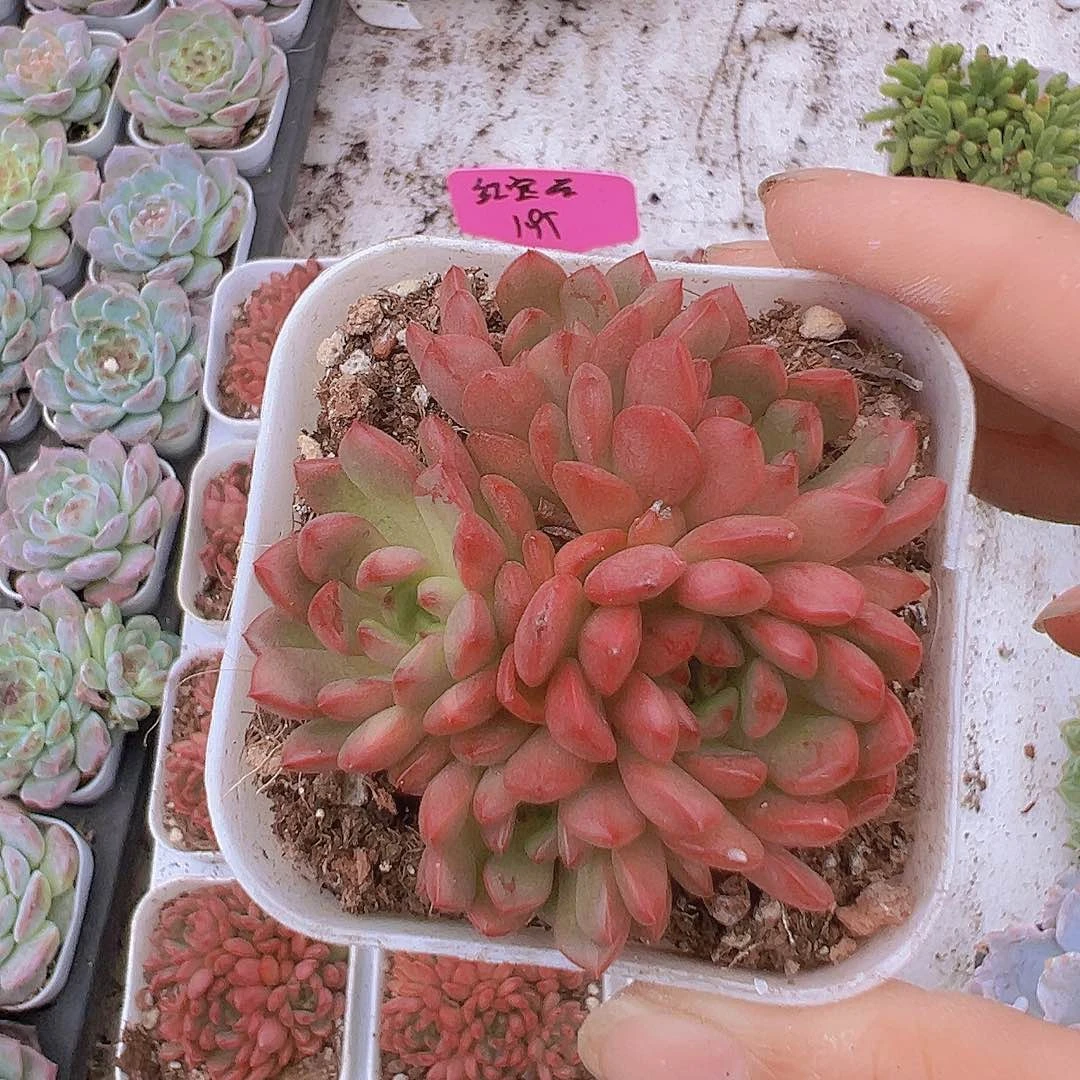 红宝石19包邮多肉