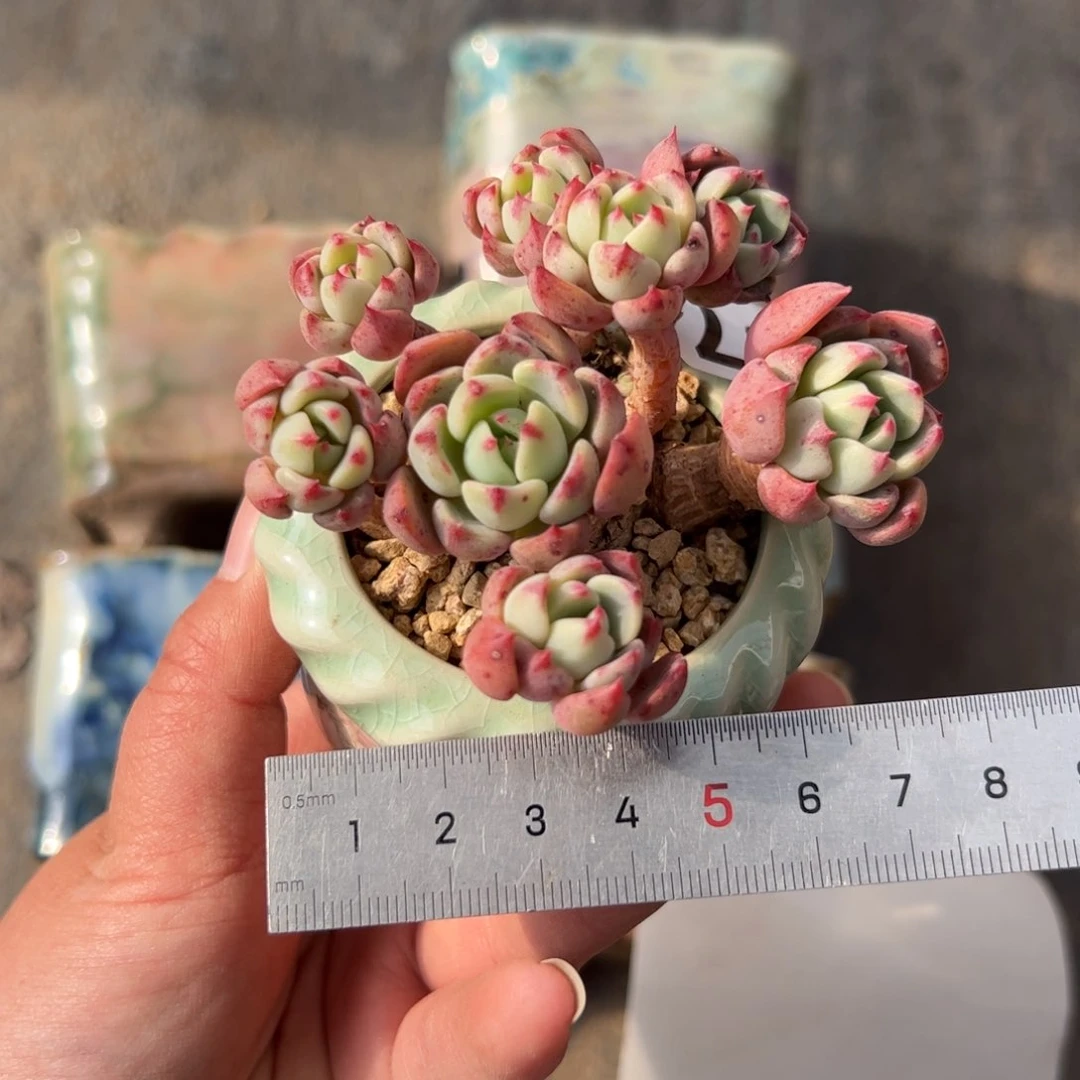 月*@307 多肉植物组合