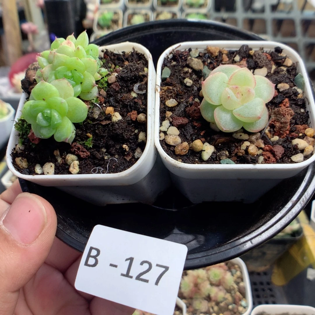 无花朵B127月英语英语