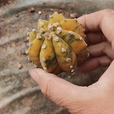 263仙人球清棚特价