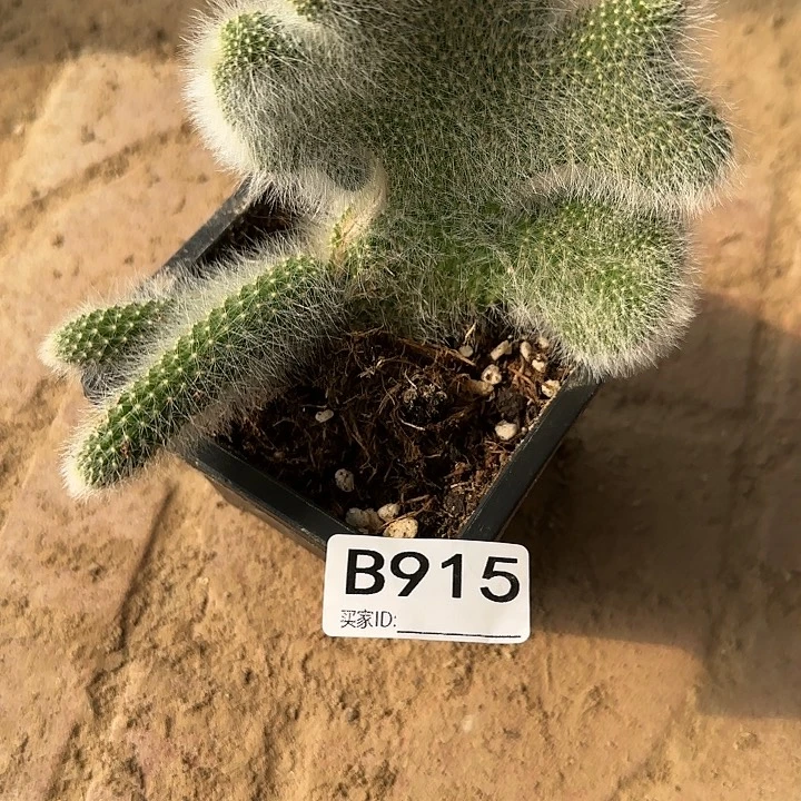 ➺**帽落地生根九尾狐缀化915