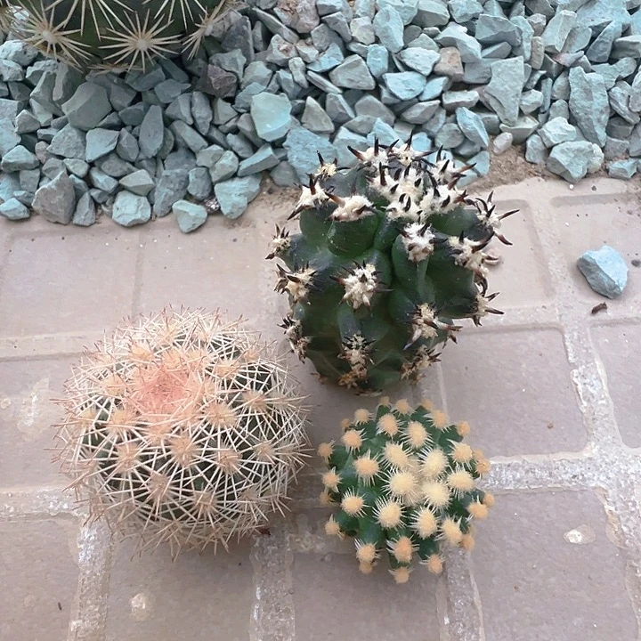 短豪刺青花虾，雪之轮殿，御祺虾一代侧。