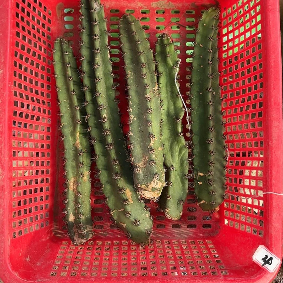 4号袖普带根丽花4品5颗瘦瑕疵