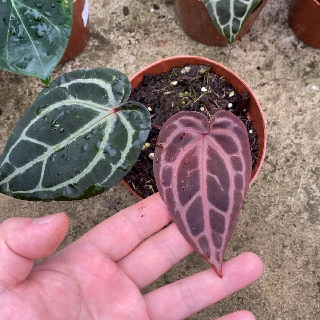 无花朵米歇尔红水晶花烛