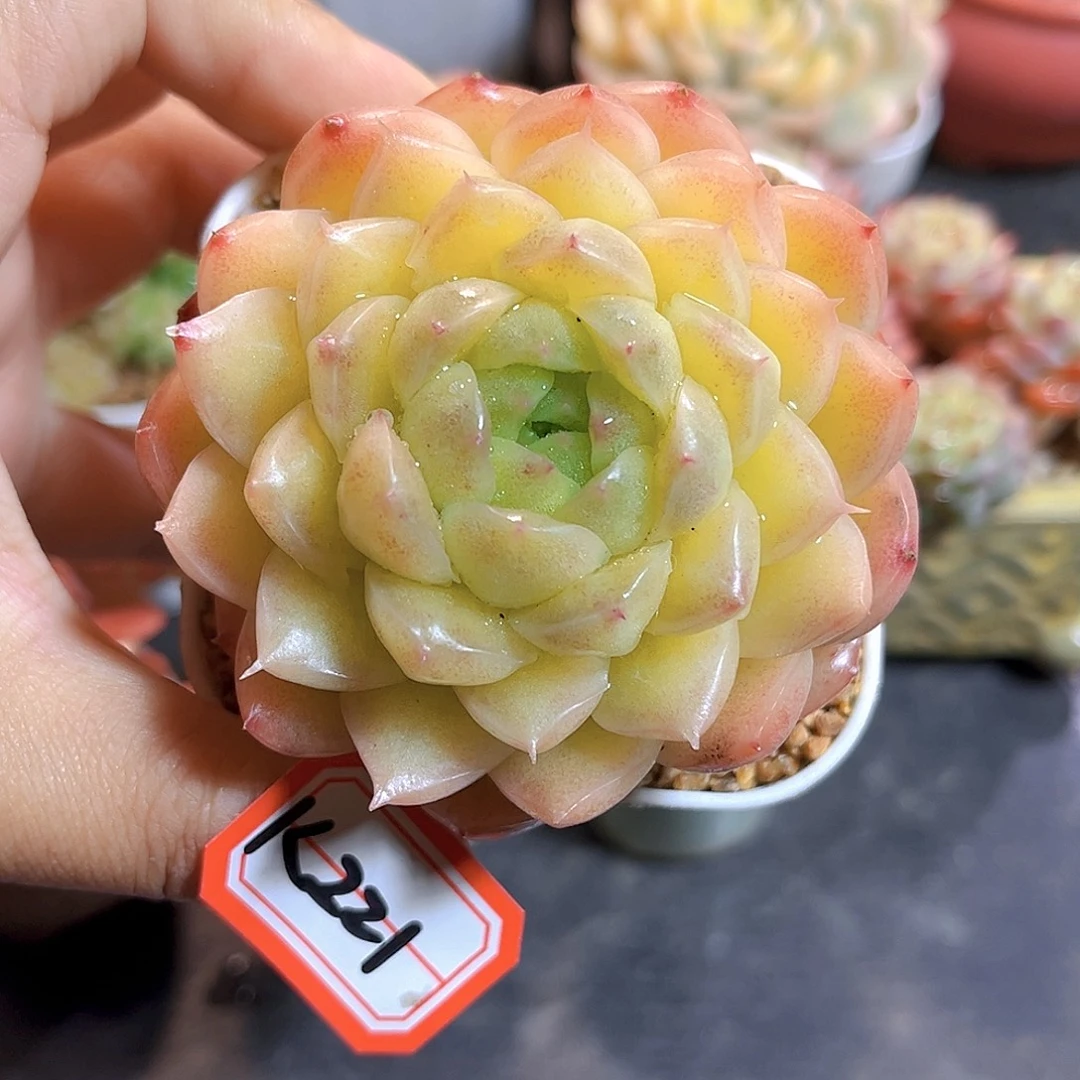 K221  朣朦珍妮 满18包邮