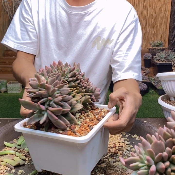 阿***肉983 号桃花源多肉植物