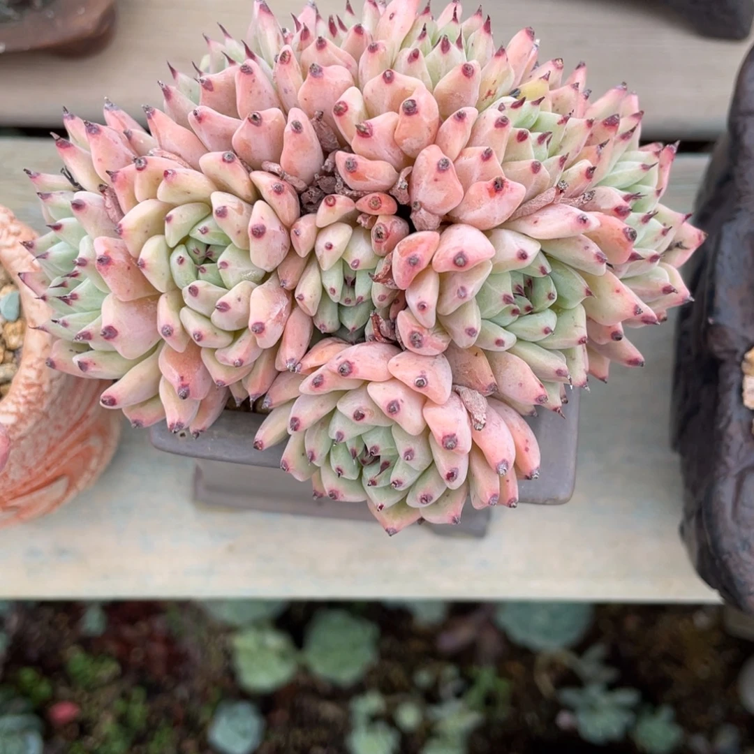 绿爪朵朵缀景天多肉