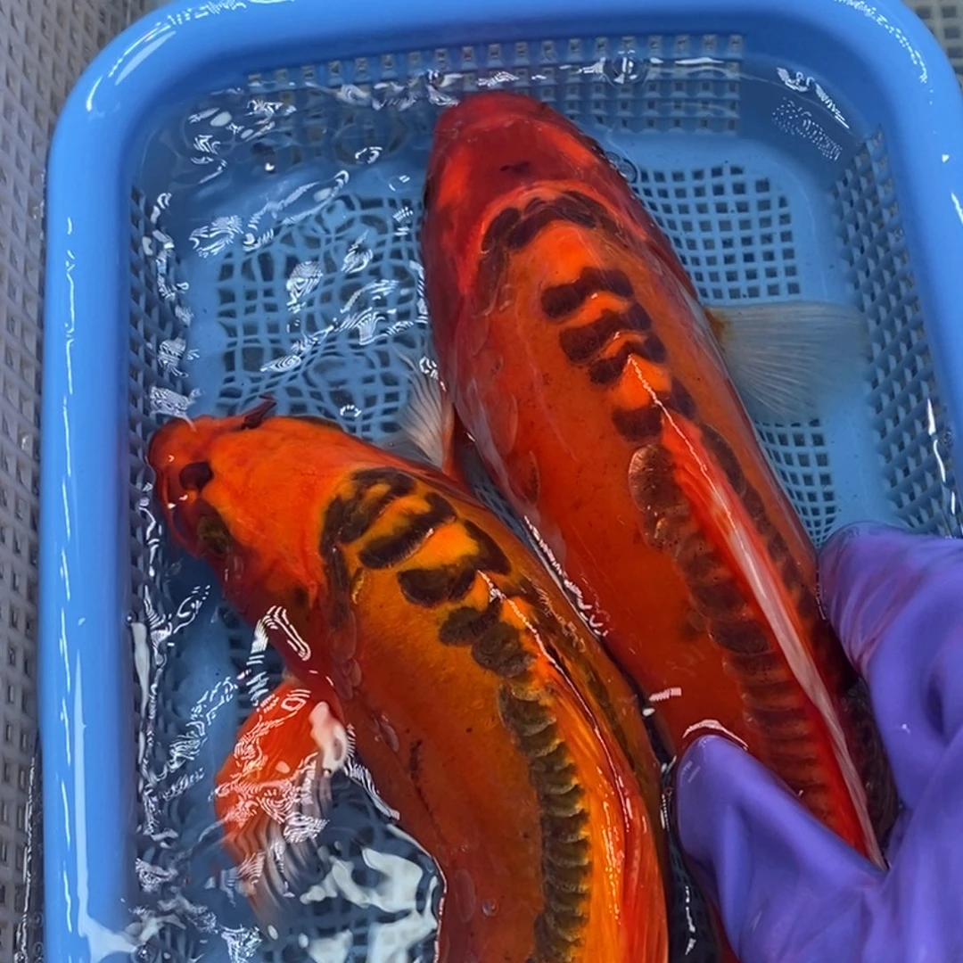 锦鲤冷水锦鲤包邮