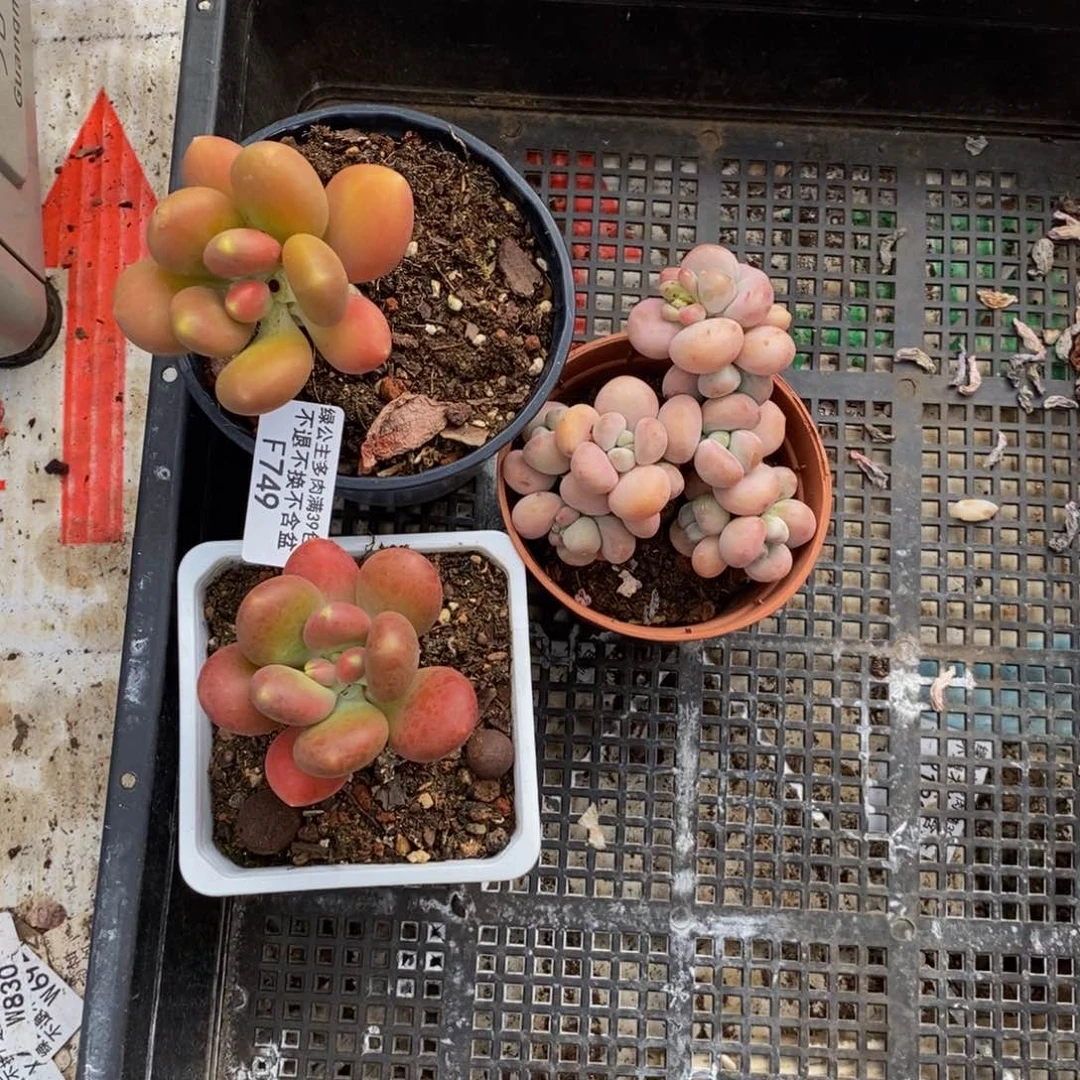 @*潘金蟾749/6cm3颗