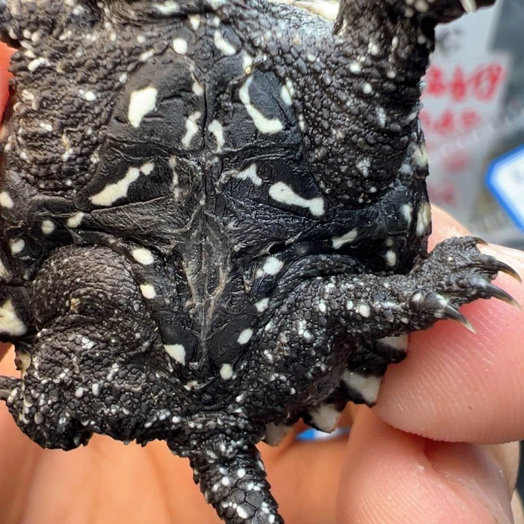 母小鳄龟齐不退不换