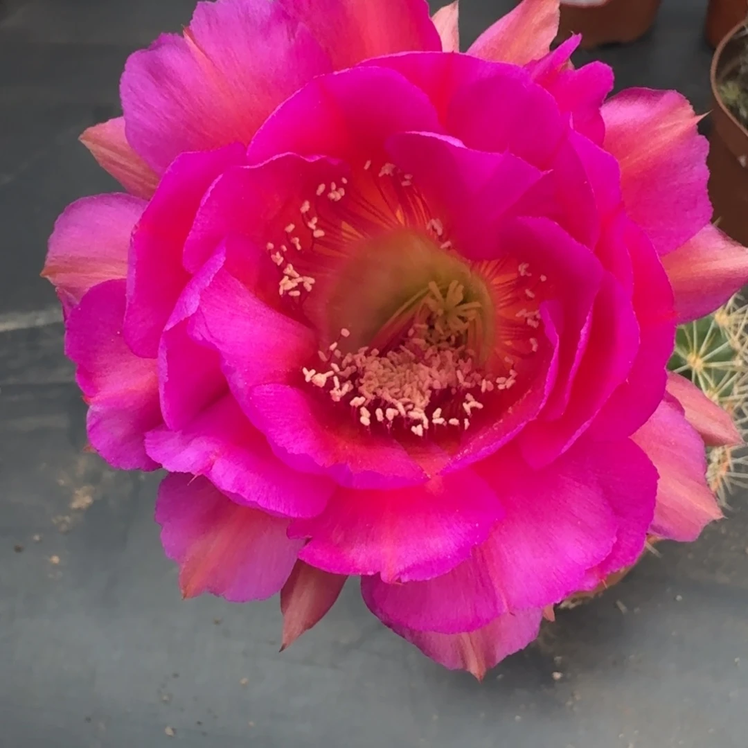 无花朵彩草仙人球，开花啦。