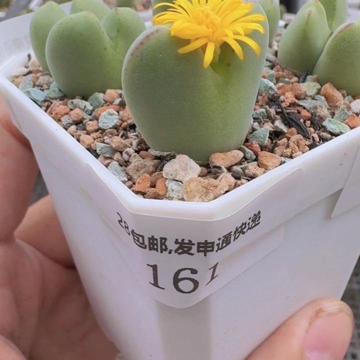 161。