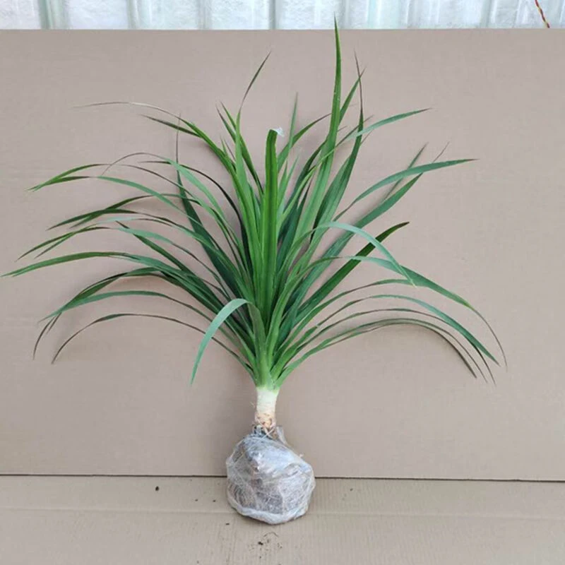 龙须树盆栽客厅龙血树龙须吊兰大气绿植盆栽龙须树多头室内绿植