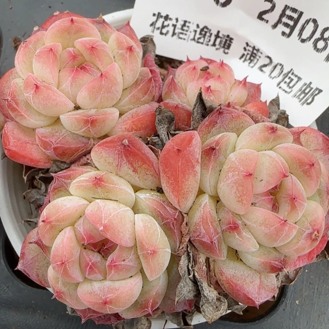 花语逸镜0208-136