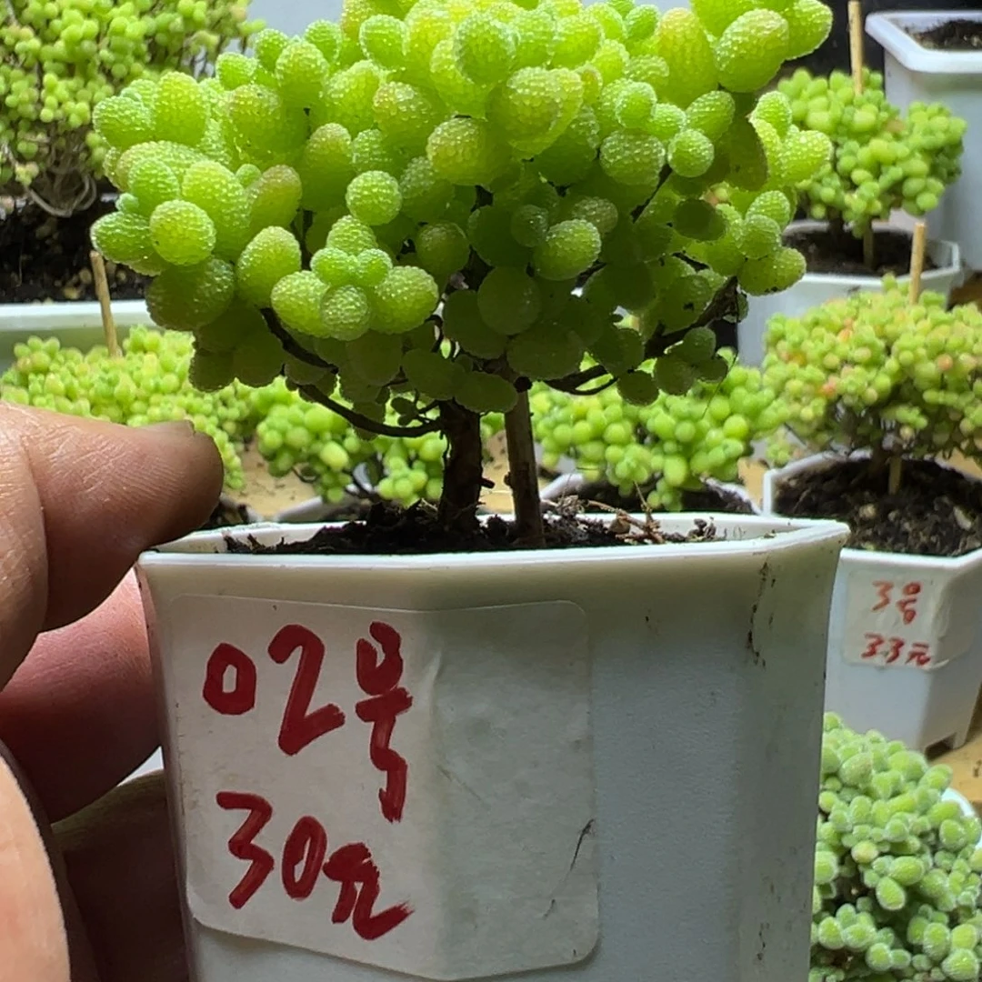 02号露养金橘带盆带土发