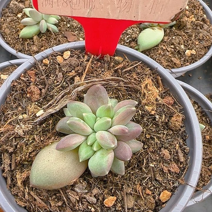 迷雾泡泡637多肉植物