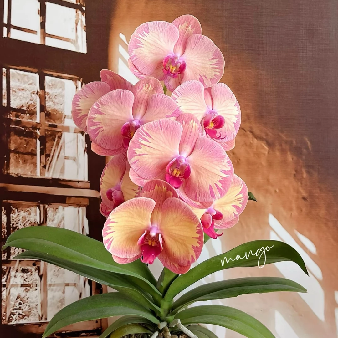 福蝶蝴蝶兰大花花多色品种直播间专属链接赠专用营养液