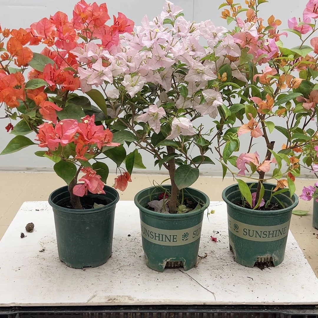 大部分花苞少量开放波妹，苹果花，金发女郎