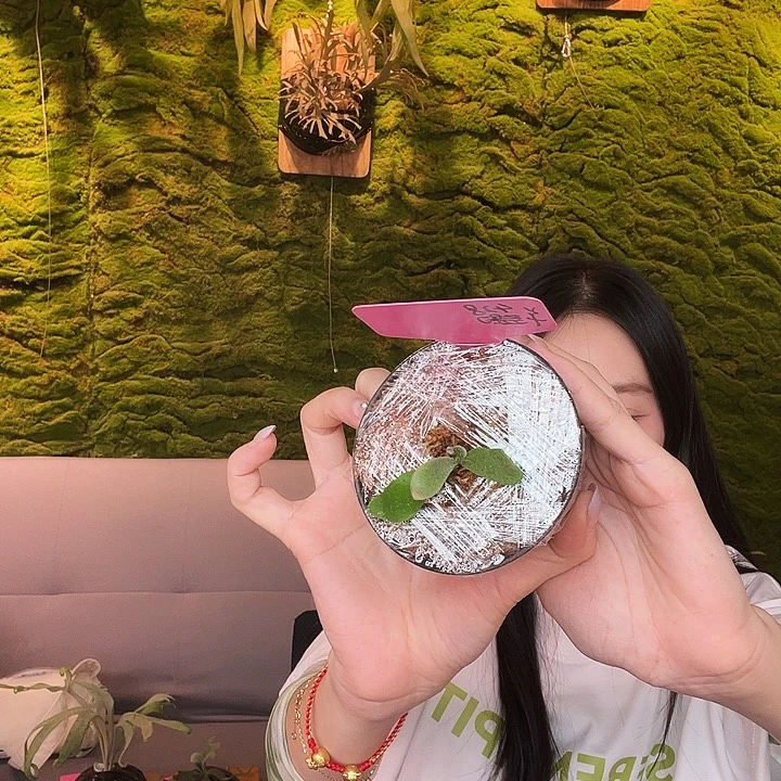 不开花植物Stemfern 黄月 生锈 蓝皇后