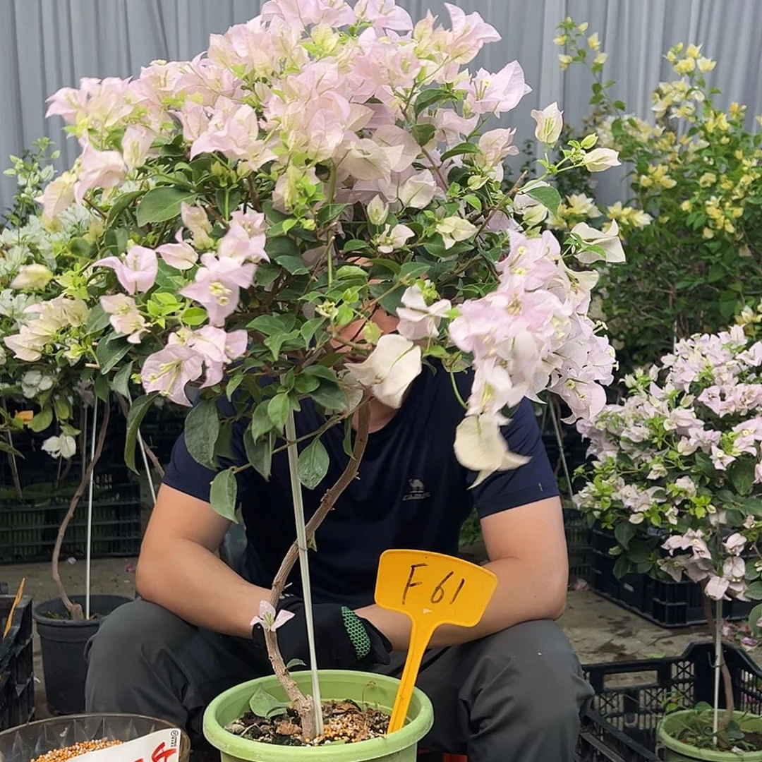 张***j大部分花苞少量开放F61苹果花