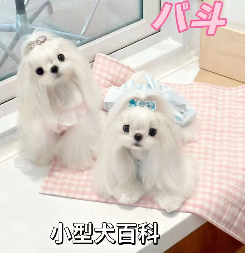 名犬百科之小型犬马尔济斯比熊等