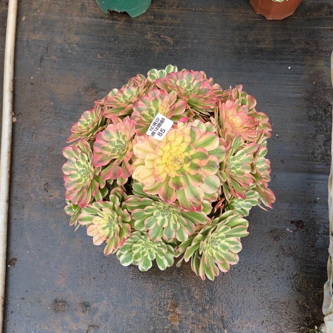 不知名多肉植物法师85