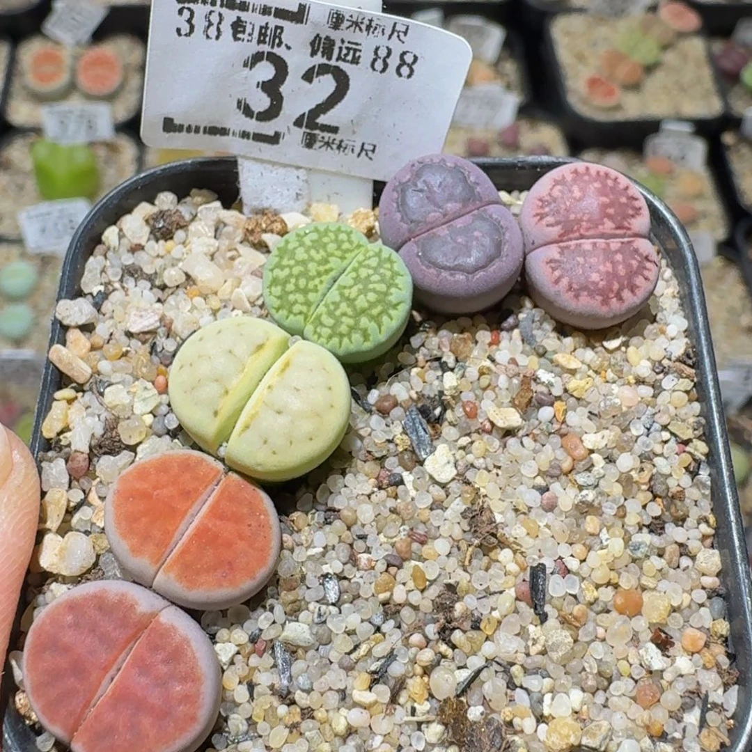 Ssss生石花肉锥32