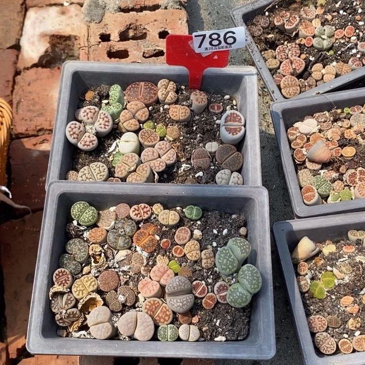 智***多生石花等植物的生长786