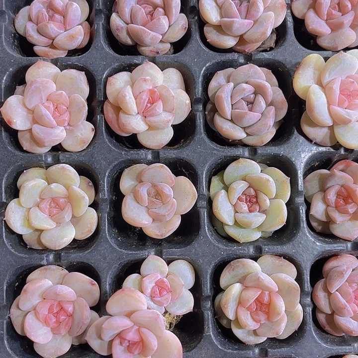 精品草莓冰沙多肉植物